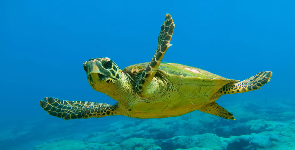 Loggerhead Turtle, Kefalonia, Greece